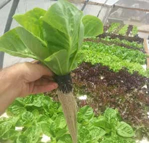 图 1.2　采用鱼菜共生系统生长的蔬菜