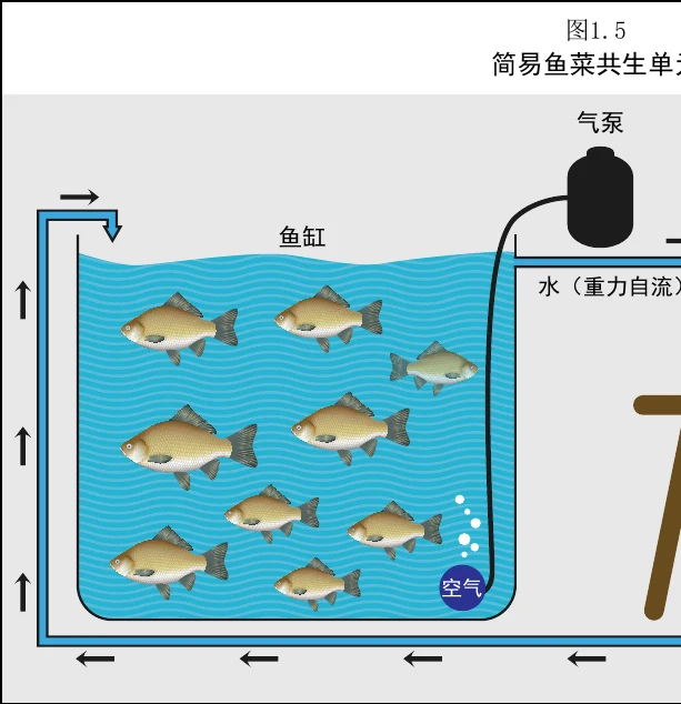 图 1.5　简单水培系统