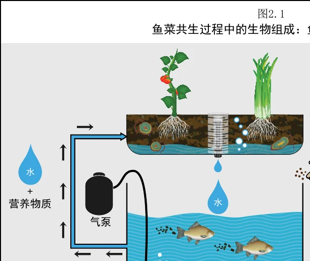 图 2.1 鱼菜共生过程中的生物组成:鱼、植物和细菌