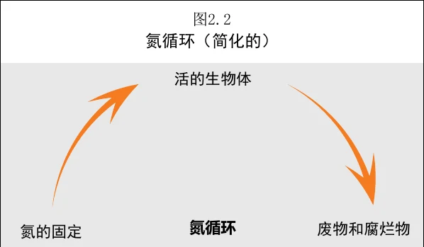 图 2.2 氮循环(简化的)