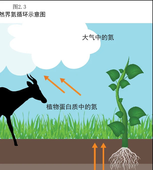 图 2.3 自然界氮循环示意图