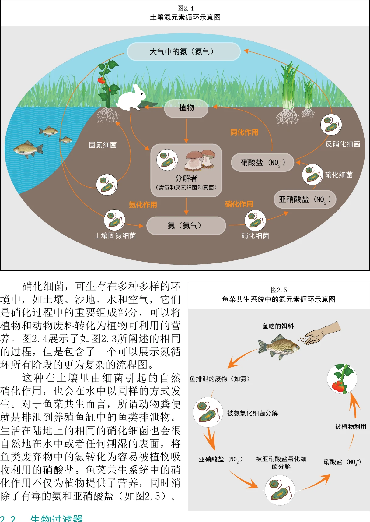 图 2.4 土壤氮循环示意图
