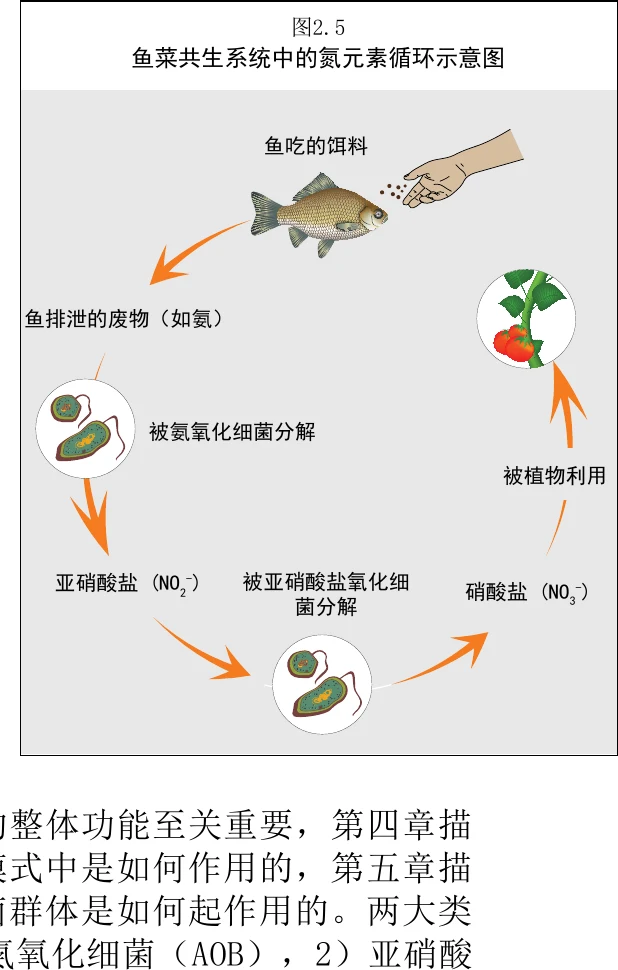 图 2.5 鱼菜共生系统中的氮循环图