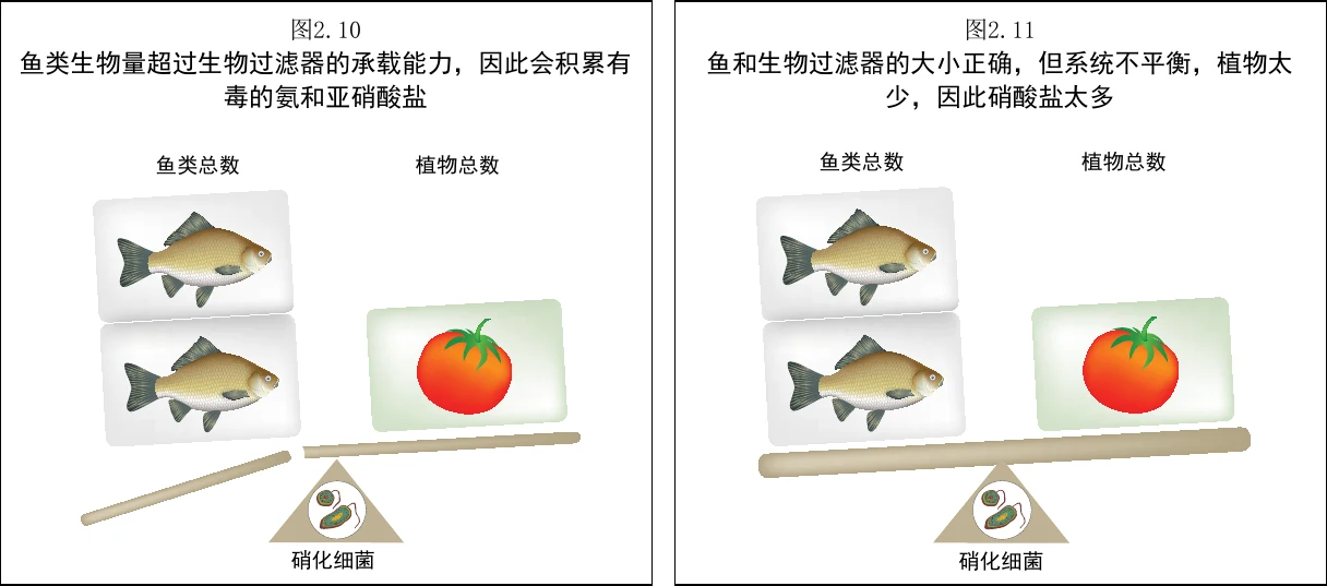 图 2.10　鱼生物量超过生物过滤容载力，导致毒性氨和亚硝酸盐富集的发生
