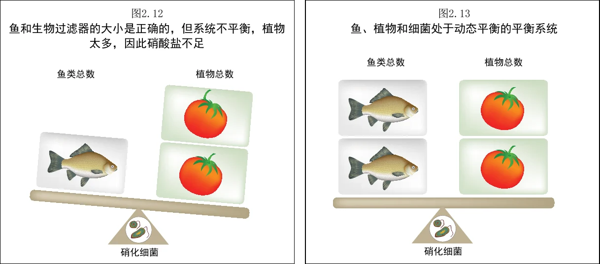 图 2.12　鱼和生物过滤配置合理，但系统因为植株太多而不平衡，从而硝酸盐不足