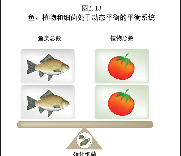 图 2.13　配置合理的系统中鱼、植物和细菌达到动态平衡