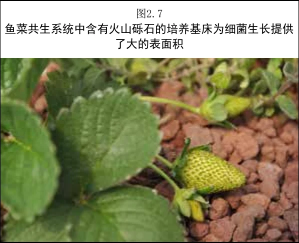 图 2.7　使用火山砾石的基质床鱼菜共生系统，提供了大量细菌生长所需的表面积