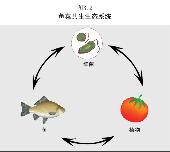 图 3.2　鱼菜共生生态系统