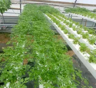 图 4.8　养殖者照料营养膜技术单元中栽培的西红柿幼苗。网杯是用回收利用的塑料瓶在 底部钻孔做成的
