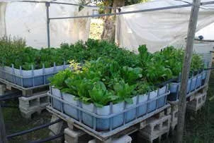 图 4.36　生长在同一基质床系统中的不同蔬菜植株