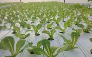 图 4.37　生长在营养膜技术法系统圆形管道里的生菜植株近照