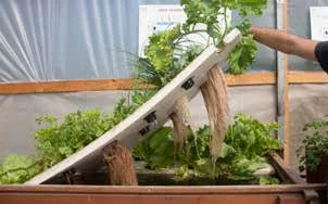 图 4.71　一个小型深水鱼菜共生种养殖单元。在聚苯乙烯板下可见植株根系