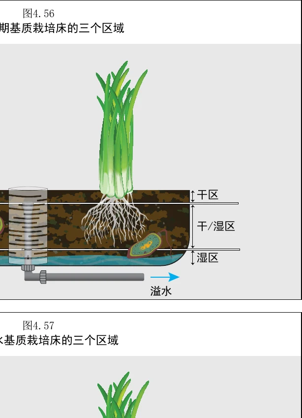 图 4.56　处于排水期基质床的三个区域