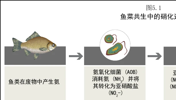 图 5.1　鱼菜共生系统中的硝化作用过程