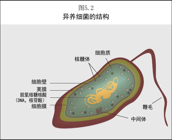 图 5.2　异养细菌的结构