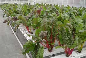 图 6.1　土壤中生长的西红柿(Solanum)