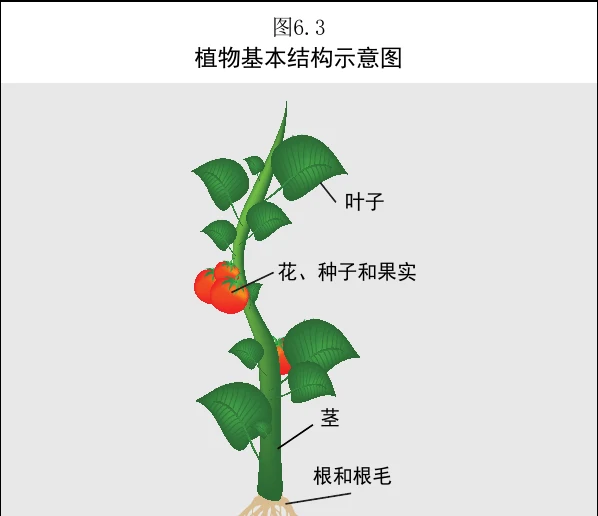 图 6.3　植物的基本结构示意图