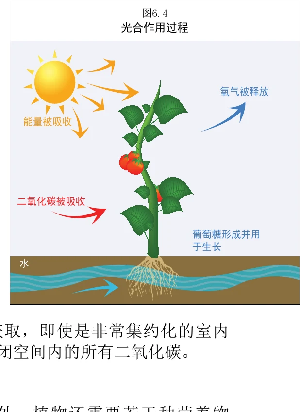 图 6.4　光合作用过程