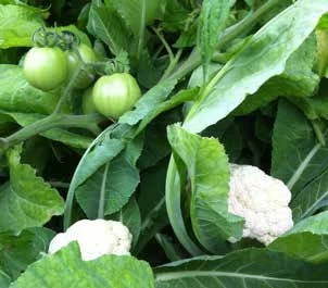 图 6.7　基质床中生长的高营养需求蔬菜品种，如茄子(Solanum)(a)和西红柿 (Solanum)以及花菜 (Brassica)(b)