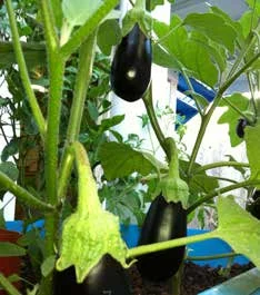 图 6.8　常见植物病害，包括由真菌引起的霉菌病(a); 细菌引起的溃烂病/枯萎病(b); 以及由细菌或真菌引起的叶斑病(c)
