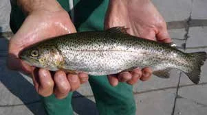 图 7.10　虹鳟(Oncorhynchus mykiss)的素描图和照片