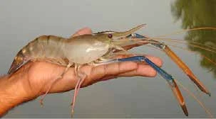 图 7.11　大口黑鲈(Micropterus salmoides)的素描图和照片