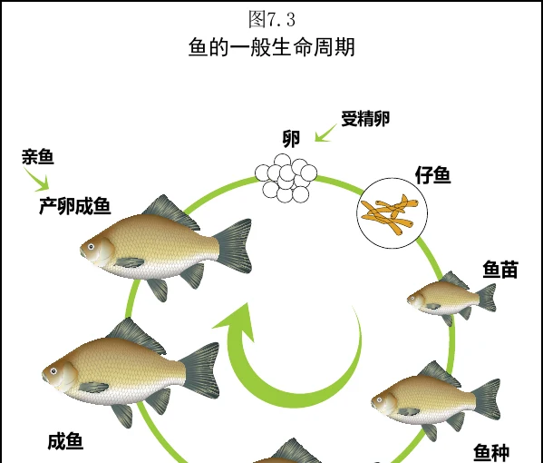 图 7.3　鱼的一般生命周期