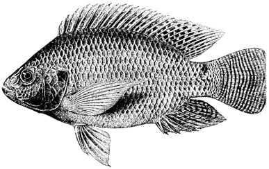 图 7.6　罗非鱼(Oreochromis niloticus)的素描图和照片