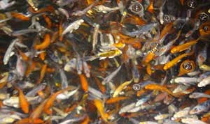 图 7.8　鱼菜共生系统中的观赏鲤鱼(Cyprinus carpio)