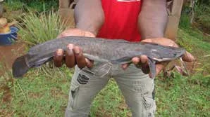 图 7.9　非洲鲶(Clarias gariepinus)的素描图和照片