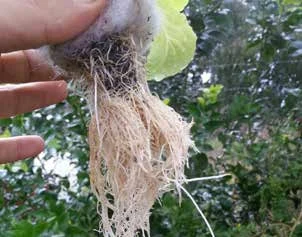 图 8.5　在移栽到鱼菜共生系统之前，将生菜幼苗根部的泥土去除