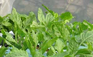 图 9.18　猪毛菜（Salsola）生长在半咸水（三分之二海水盐度），每个月产量为 2-5千克/平方米