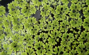 图 9.5　容器里生长的满江红（Azolla）作为鱼的补充饵料