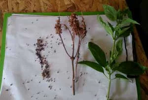 图 9.7　从干罗勒(Ocimum)植株上收集种子